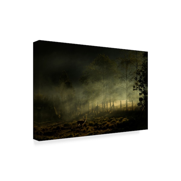 Nunu Rizani 'Misty Morning Forest' Canvas Art,22x32